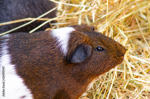 Cochon Dinde Stock Photo And Royalty Free Images On Fotolia - 