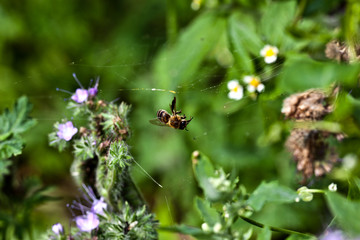 Dead bee tangled in the web near the flower