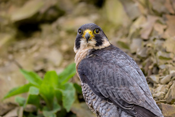 Peregrine Falcon (Falco peregrinus) 