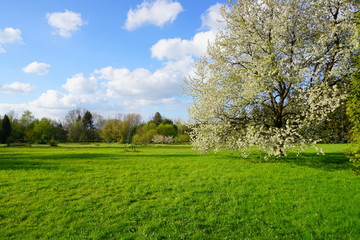 Spring tree -  Spring landscape.