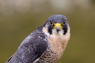 Peregrine Falcon (Falco peregrinus) 