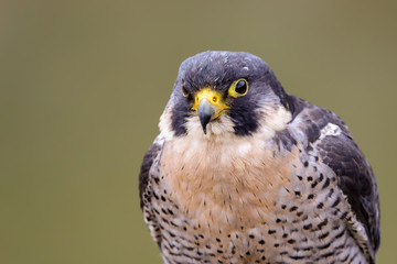 Peregrine Falcon (Falco peregrinus) 