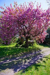 Pink flowering tree over nature background - Spring tree -  Spring landscape. Closeup view o flower cherry blossoms, prunus serrulata