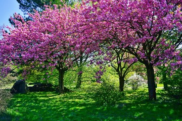 Pink flowering tree over nature background - Spring tree -  Spring landscape. Closeup view o flower...