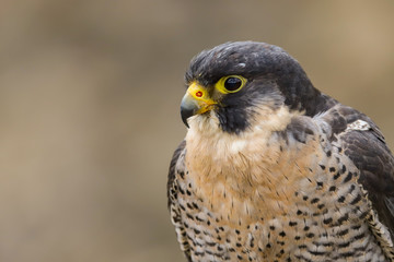 Peregrine Falcon (Falco peregrinus) 