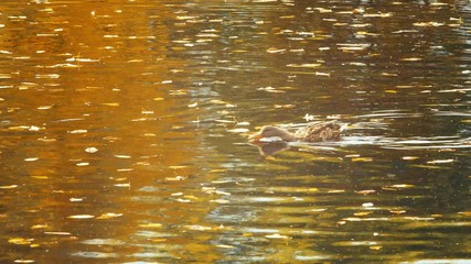 Ducks at pond with reflections on water and autumnal leaves floating