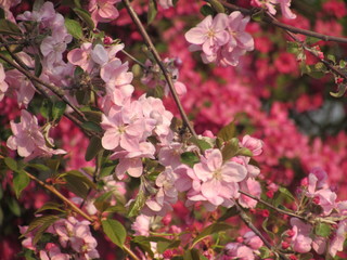 Fototapeta na wymiar blooming cherry tree in spring