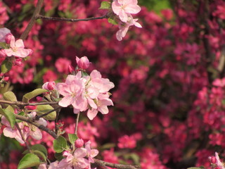pink flowers in garden