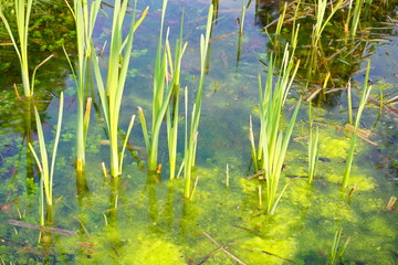 Young acorus - cattail bush