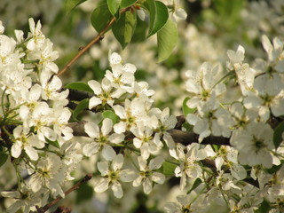 blooming cherry tree