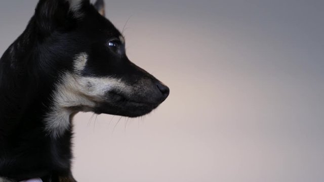 A young mongrel at home