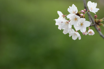 Obraz na płótnie Canvas Cherry blossom in spring for background or copy space for text