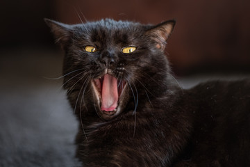 gähnende schwarze Katze