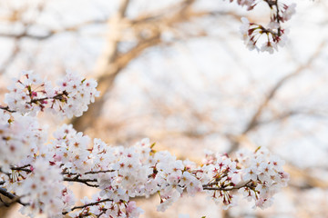 Cherry blossom in spring for background or copy space for text