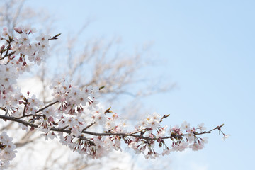 Cherry blossom in spring for background or copy space for text