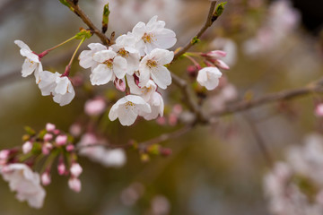 Cherry blossom in spring for background or copy space for text