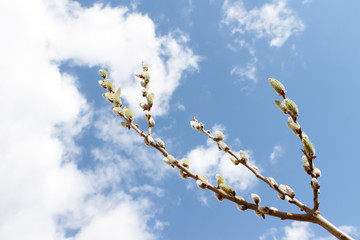 A branch with buds