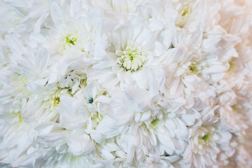 Beautiful festive bouquet close-up. Bright bouquet of white flowers as a gift. 