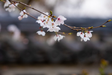 Cherry blossom in spring for background or copy space for text