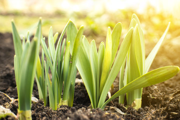 Fototapeta premium Young Narcissus buds sprout