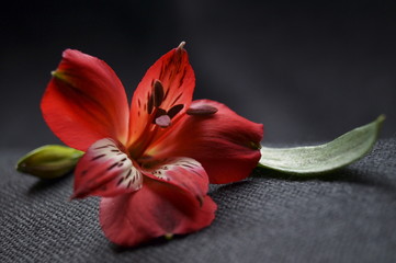 Red alstroemeria flowers, Peruvian lily or lily of the incas