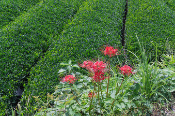 Red spider lily and tea field.