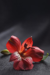 Red alstroemeria flowers, Peruvian lily or lily of the incas