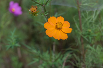 Yellow cosmos flowers with blue sky. 