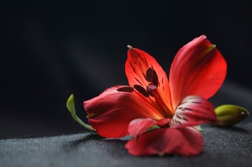 Red alstroemeria flowers, Peruvian lily or lily of the incas