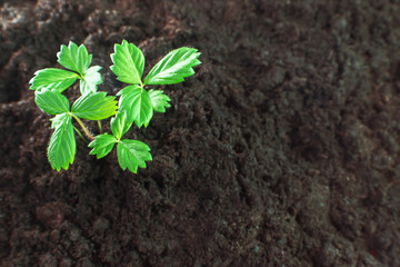 Young strawberry sprout