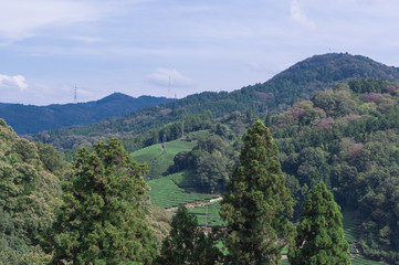 Wazuka tea field,kyoto,tourism of japan.