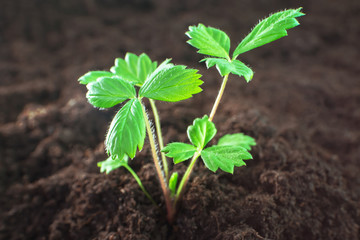 Young strawberry sprout