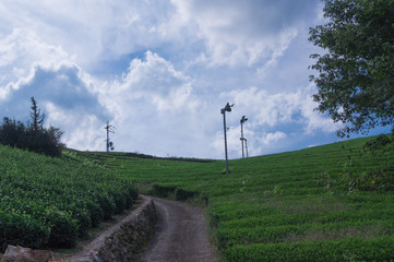 The finest green tea is born in a town called Wazuka, Japan. 