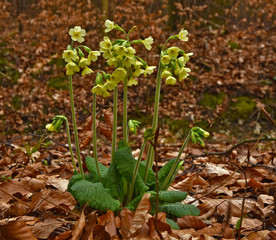 Schluesselblume, Primula elatior,