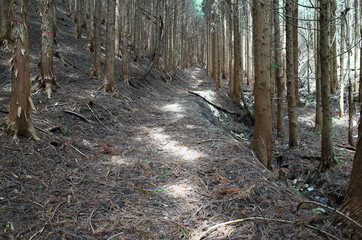 日本の登山道の風景