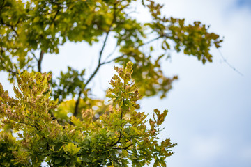 green leaves and blue sky
