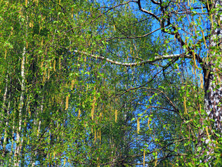 Pollenallergie durch Birkenpollen