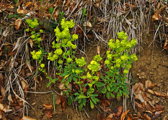 Mandelblaettrige Wolfsmilch, Euphorbia amygdaloides