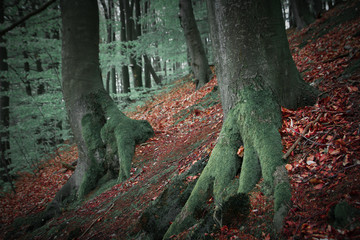 Fototapeta na wymiar trees in old forest