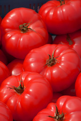 ripe and sweet tomatoes on outdoor market, big red beef tomatoes on a market in bavaria