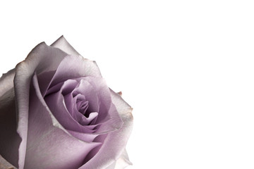 Lilac Rose Flower