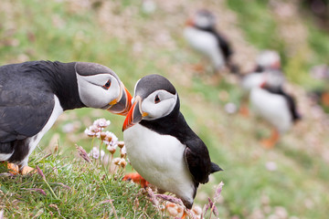 Puffin Birds in Shetland