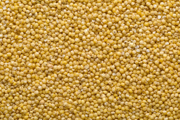 Golden millet, a gluten free grain seed, frame filling background