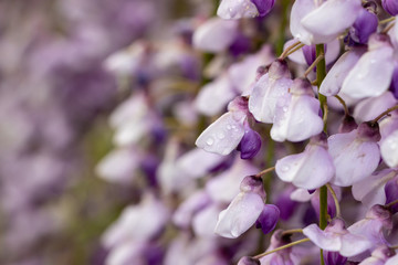 藤の花　埼玉県春日部市牛島