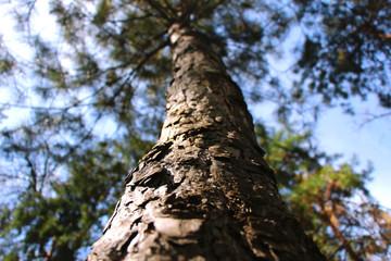 The tree trunk goes to the sky