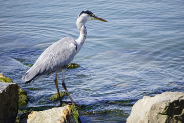 Heron long legged fresh water and coastal bird