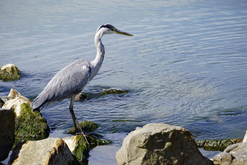 Heron long legged fresh water and coastal bird