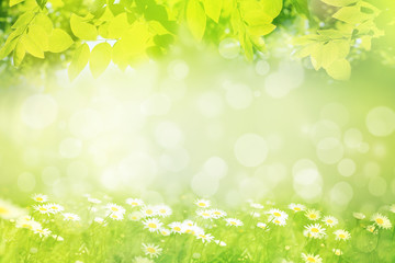 Plakat Spring or summer background, green leaves frame 