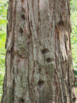 Background With Bark Balsa Wood Cork Tree Texture.