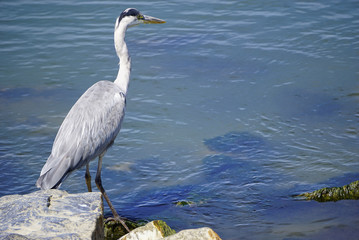 Heron long legged fresh water and coastal bird